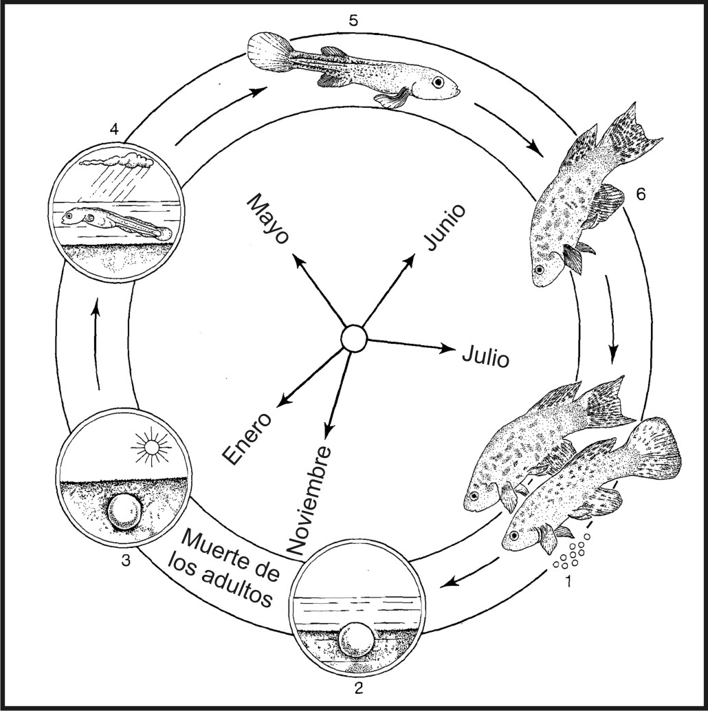 Ciclo de vida de un killi sudamericano: Austrofundulus myersi