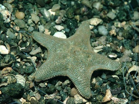 Asterina gibbosa
