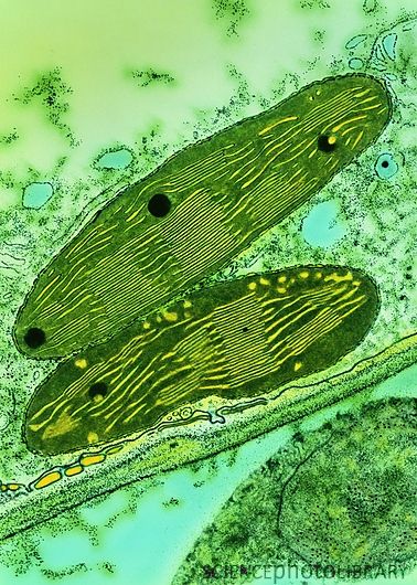 Cloroplastos by SPL