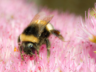 Bumblebees by wwarby