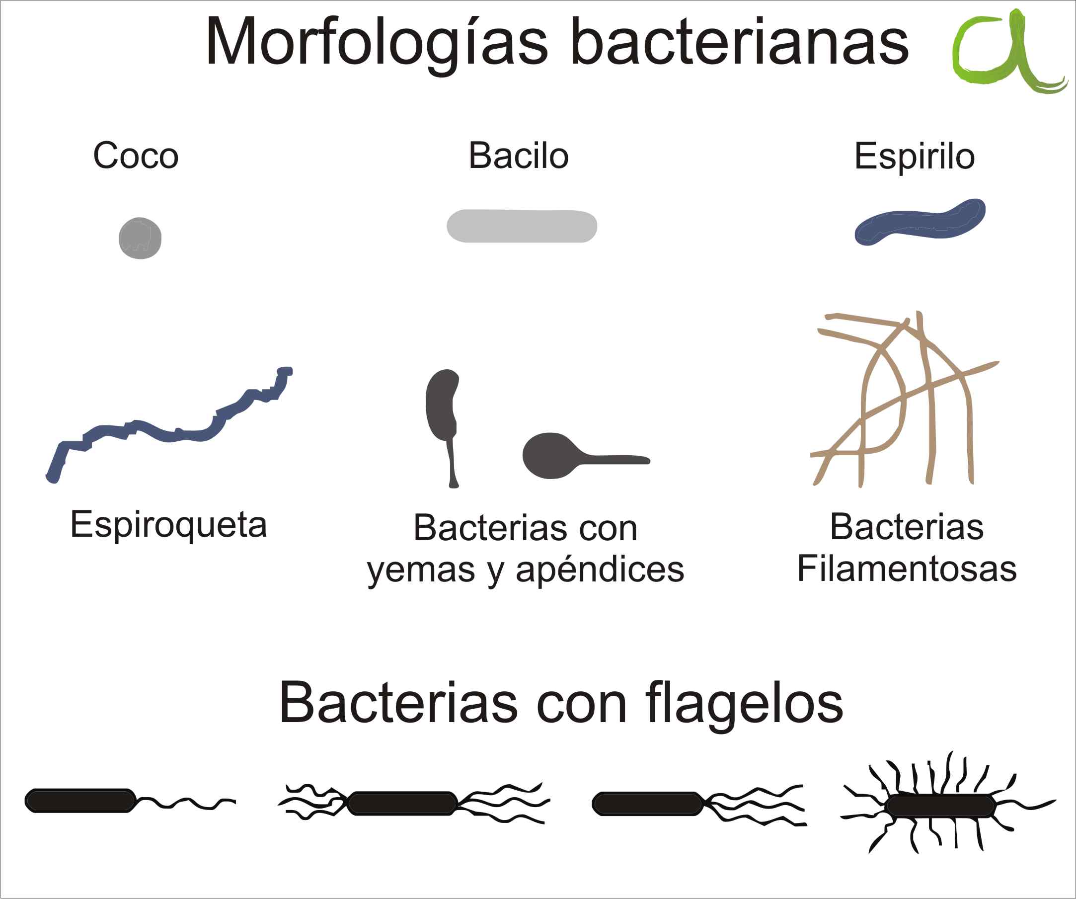 Morfologias bacterianas mas comunes
