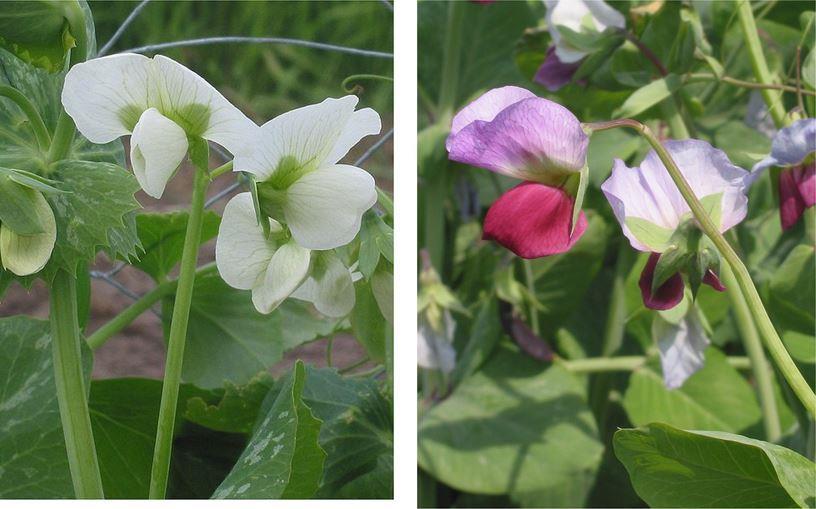 Figura1: Flores de Pisum sativum (Fuente Doperwt_rijserwt_bloemen)