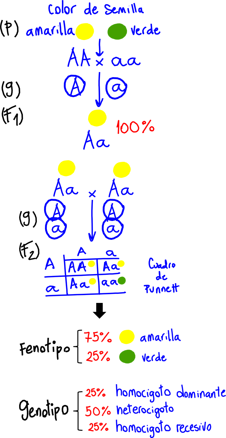 Esquema que representa experimentos de cruza de plantas de guisante (arveja o chícharos) Pisum sativum. El carácter analizado es el color de la semilla (amarilla o verde). Los parentales (P) son plantas con semillas amarillas (AA, homocigoto dominante) que se cruzan con plantas de semillas verdes (aa, homocigoto recesivo). Cada uno, durante la gametogénesis, forma sus gametos (G) que son haploides y, por lo tanto, portarán uno solo de los dos alelos posibles, dando como resultado gametos con los alelos correspondientes. La filial 1 (F1) resultante son todas plantas con semillas amarillas (Aa, heterocigoto). Si se permite la autofecundación de la F1, se obtiene una filial 2 (F2) cuyo fenotipo es 75% (ó 3/4)amarillas y 25% (ó 1/4)verdes. Se expresa también en el esquema el genotipo de la F2. Se asume que el alelo dominante es el que codifica para el color amarillo (A).