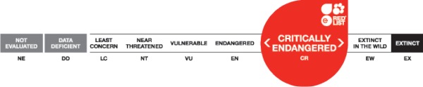 IUCN CE