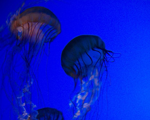 medusas