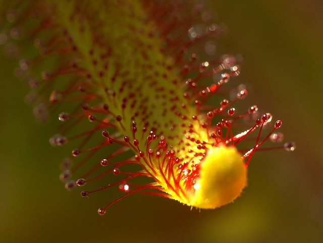 Planta carnívora. Créditos trebol_a Flikr. Créditos trebol_a Flikr