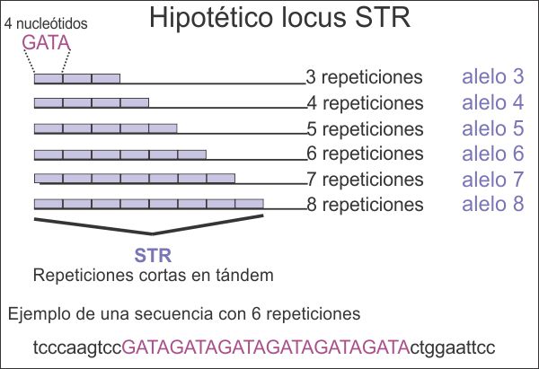 Hipotético locus STR