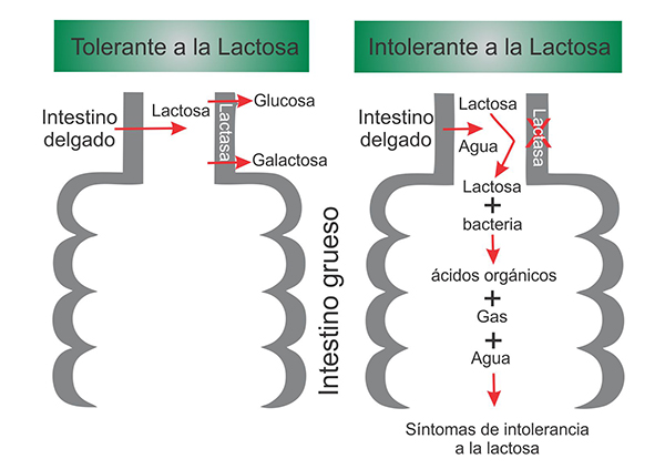 Intolerancia a la Lactosa 2 by AcercaCiencia Adaptado de Saudeter