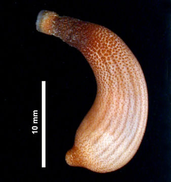 Antillesoma antillarum sipuncula Kawauchi gisele Y. EOL