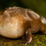 Nasikabatrachus sahyadrensis male - Fuente Plos