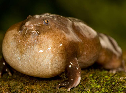 Nasikabatrachus sahyadrensis male - Fuente Plos