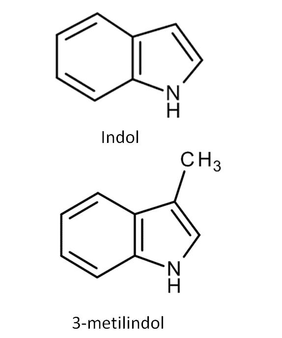 Indol y 3 metilindol Indol y 3 metilindol