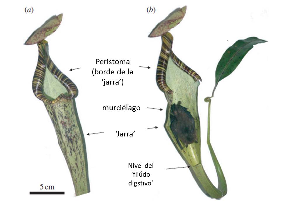 a) N. rafflesiana var. Elongate b) N. rafflesiana y murciélago (K. hardwickii). Adaptado de Grafe et al., 2011.