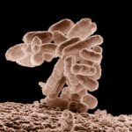 Bacterias - Microscopía
