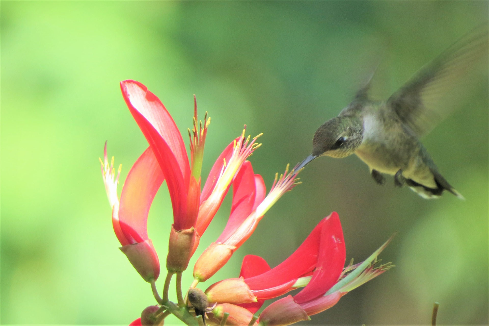 Colibrí