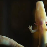 Olm- Salamandra by AcercaCiencia