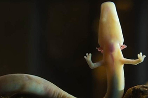 Olm- Salamandra by AcercaCiencia