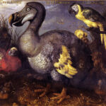Dodo pintado por Roelandt