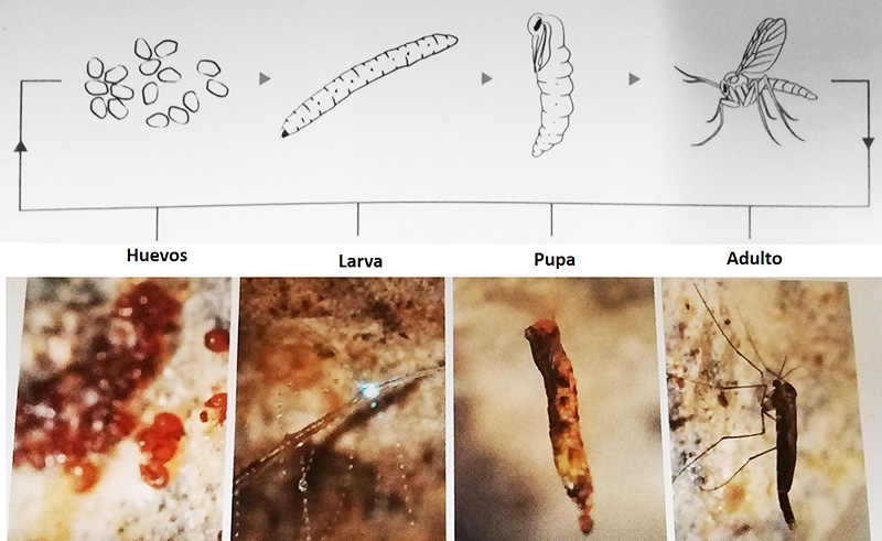 Glowworms ciclo de vida