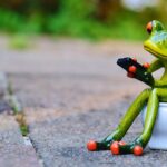 Retrete frog