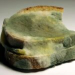 Moho pan de molde portada by Henry Mühlpfordt