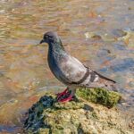 Los peces que comen palomas