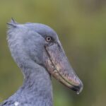 Créditos Niall D Perrins (Uganda)