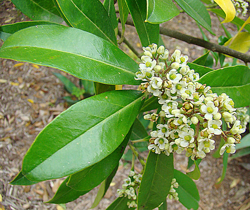 Detalle de las hojas y flores de Ilex paraguariensis (Créditos foto: Dick Culbert).