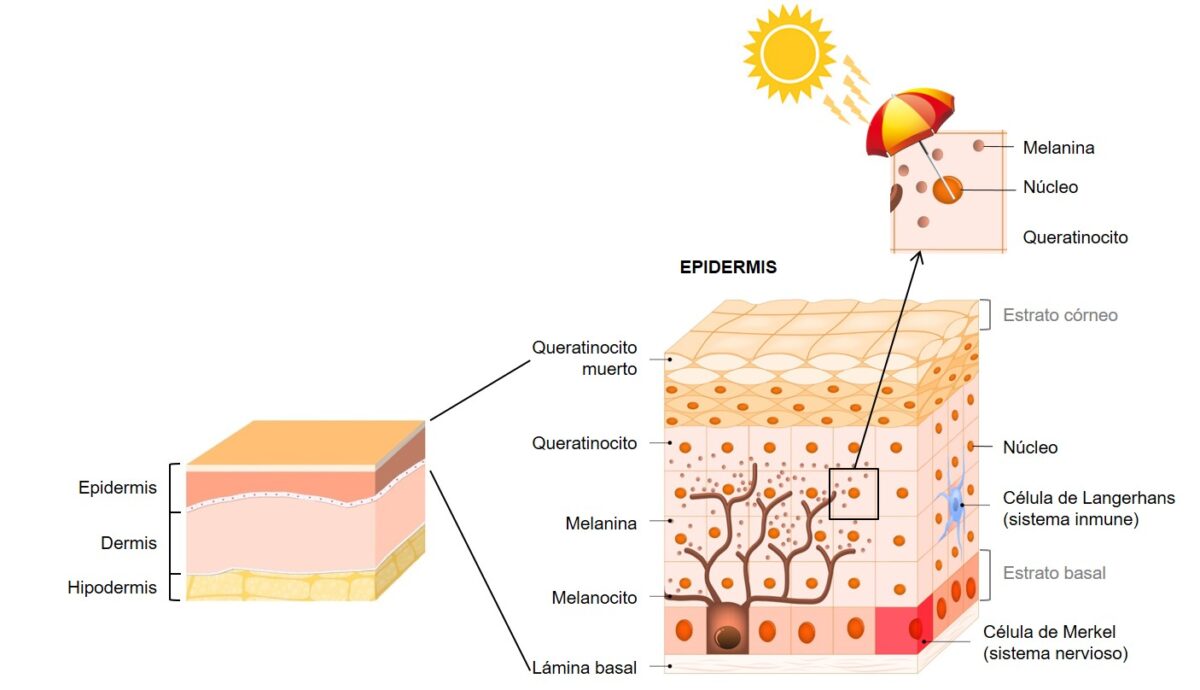 Imagen capas de la piel